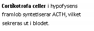 Text Box: Cortikotrofa celler i hypofysens framlob syntetiserar ACTH, vilket sekreras ut i blodet.