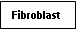 Text Box: Fibroblast