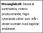 Text Box: Mesangialcell: Dessa är kontraktila, matrix-producerande, fago-cyterande celler som står i direkt kontakt med kapillär-endotelet. 