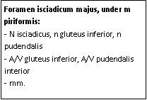 Text Box: Foramen isciadicum majus, under m piriformis:
- N isciadicus, n gluteus inferior, n pudendalis
- A/V gluteus inferior, A/V pudendalis interior
- mm.