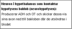 Text Box: Neuron i hypothalamus som kontaktar hypofysens baklob (neurohypofysen): Producerar ADH och OT och skickar dessa via sina axon ned till bakloben där de utsöndras i blodet