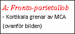 Text Box: A: Fronto-parietallob- Kortikala grenar av MCA (ovanför bilden)