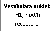 Text Box: Vestibulära nuklei: H1, mACh receptorer
