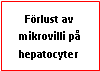 Text Box: Förlust av mikrovilli på hepatocyter