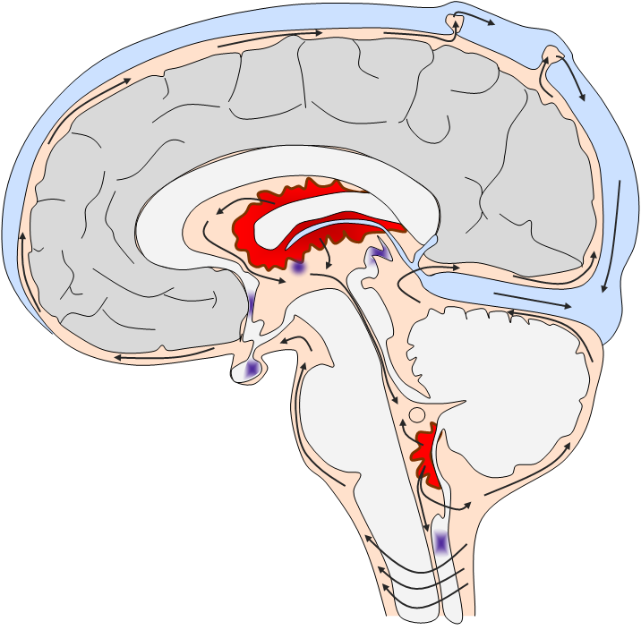 Расширенные ликворные пространства. Циркуляция ликвора анатомия. Ликворная система головного мозга. Ликворная система головного мозга схема. Отток ликвора.