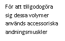 Text Box: För att tillgodogöra sig dessa volymer används accessoriska andningsmuskler