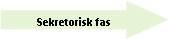 Right Arrow: Sekretorisk fas