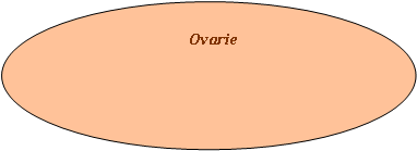 Oval: Ovarie
