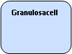 Rounded Rectangle: Granulosacell