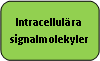 Rounded Rectangle: Intracellulära signalmolekyler