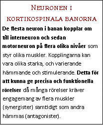 Text Box: Neuronen i kortikospinala banornaDe flesta neuron i banan kopplar om till interneuron och sedan motorneuron på flera olika nivåer som styr olika muskler. Kopplingarna kan vara olika starka, och varierande hämmande och stimulerande. Detta för att kunna ge precisa och funktionella rörelser då många rörelser kräver engagemang av flera muskler (synergister) samtidigt som andra hämmas (antagonister).