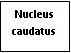 Text Box: Nucleus caudatus

