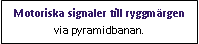 Text Box: Motoriska signaler till ryggmärgen via pyramidbanan.
