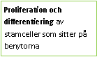 Text Box: Proliferation och differentiering av stamceller som sitter på benytorna