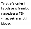 Text Box: Tyrotrofa celler i hypofysens framlob syntetiserar TSH, vilket sekreras ut i blodet.